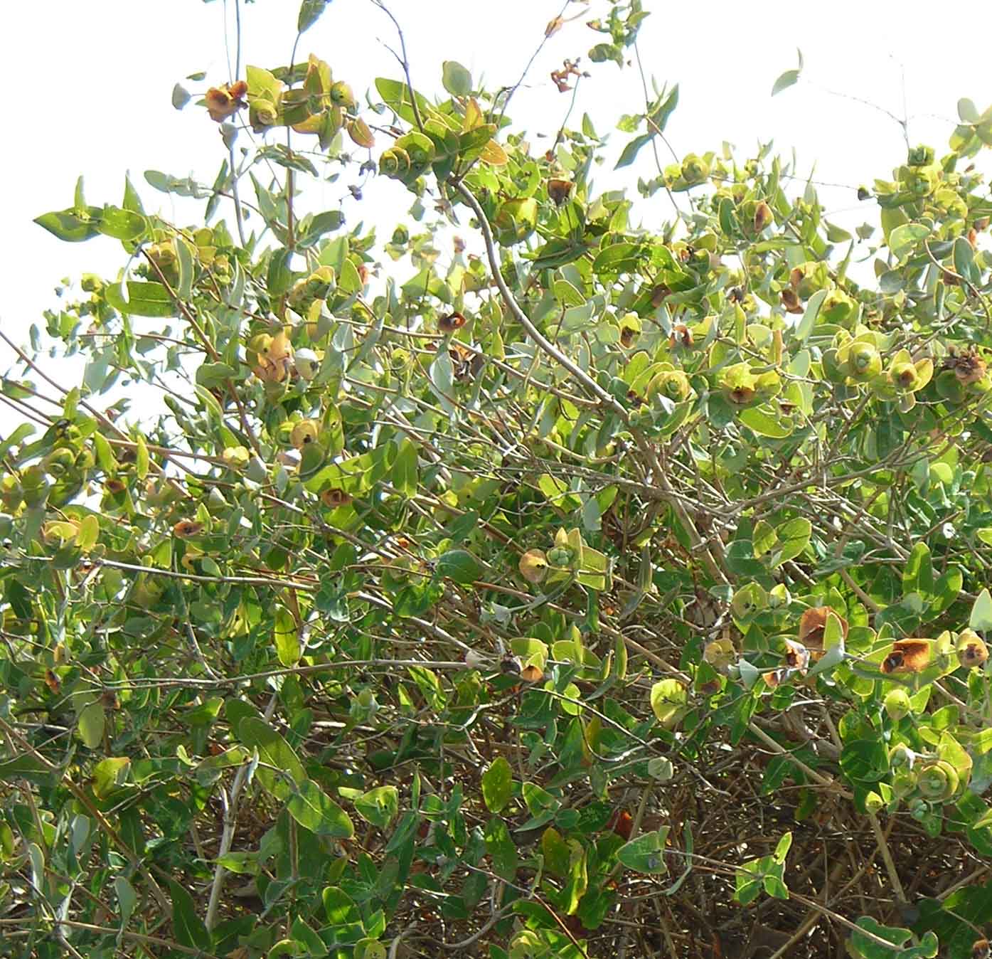 Rumex pulcher e Lonicera implexa